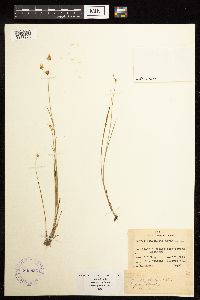 Juncus acuminatus image