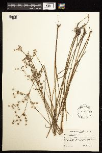 Juncus acuminatus image