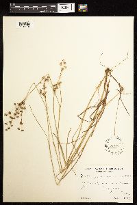 Juncus acuminatus image