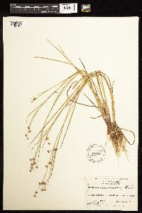 Juncus acuminatus image