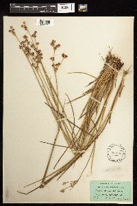 Juncus acuminatus image