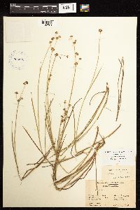 Juncus acuminatus image