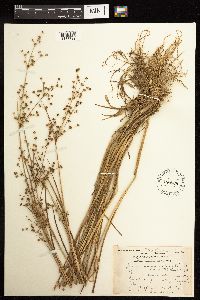 Juncus acuminatus image