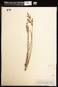 Juncus acuminatus image