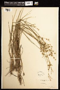 Juncus acuminatus image