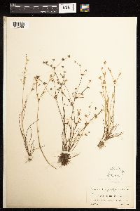 Juncus acuminatus image