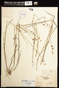 Juncus acuminatus image