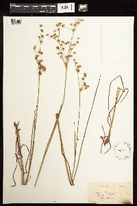 Juncus acuminatus image