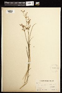 Juncus acuminatus image