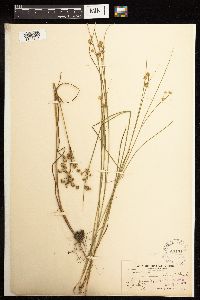 Juncus acuminatus image