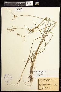 Juncus acuminatus image