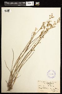 Juncus acuminatus image