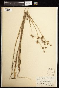 Juncus acuminatus image