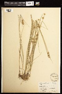 Juncus acuminatus image