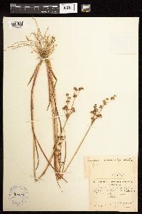 Juncus acuminatus image