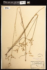 Juncus acuminatus image