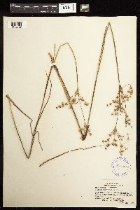 Juncus acuminatus image