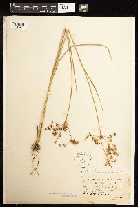 Juncus acuminatus image