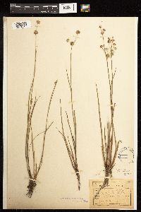 Juncus acuminatus image