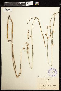 Juncus acuminatus image