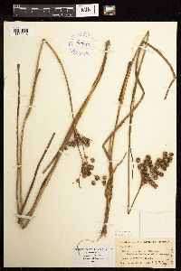 Juncus acuminatus image