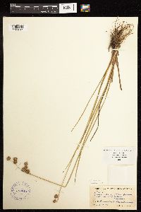 Juncus acuminatus image