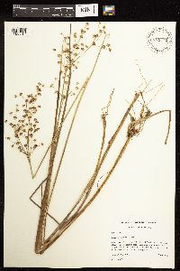 Juncus acuminatus image