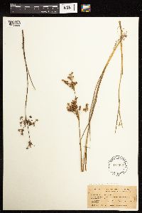 Juncus acuminatus image