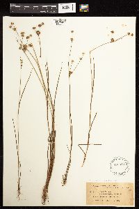 Juncus acuminatus image