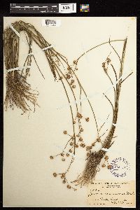 Juncus acuminatus image