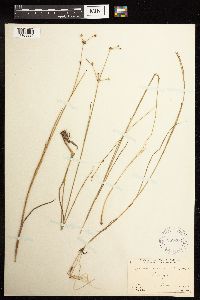 Juncus acuminatus image