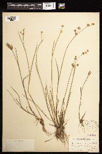 Juncus acuminatus image