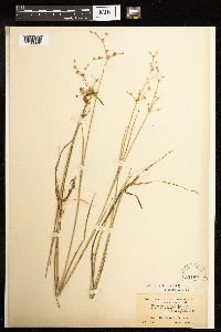 Juncus acuminatus image