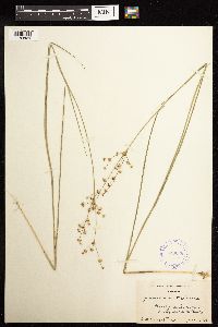 Juncus acuminatus image