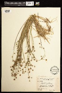 Juncus acuminatus image