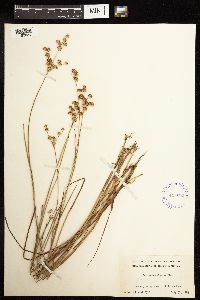 Juncus acuminatus image