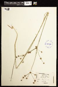 Juncus acuminatus image