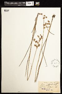 Juncus acuminatus image