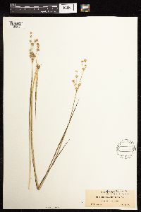 Juncus acuminatus image