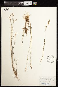 Juncus acuminatus image