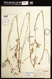 Juncus acuminatus image