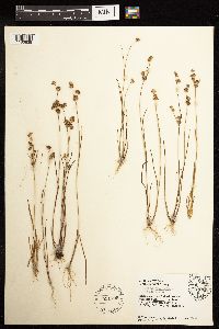 Juncus acuminatus image