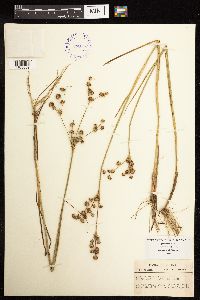 Juncus acuminatus image