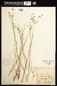 Juncus acuminatus image