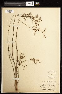 Juncus acuminatus image