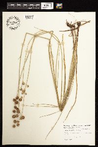 Juncus acuminatus image