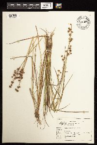 Juncus acuminatus image