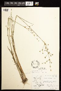 Juncus acuminatus image