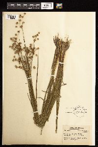 Juncus acuminatus image