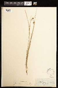 Juncus acuminatus image